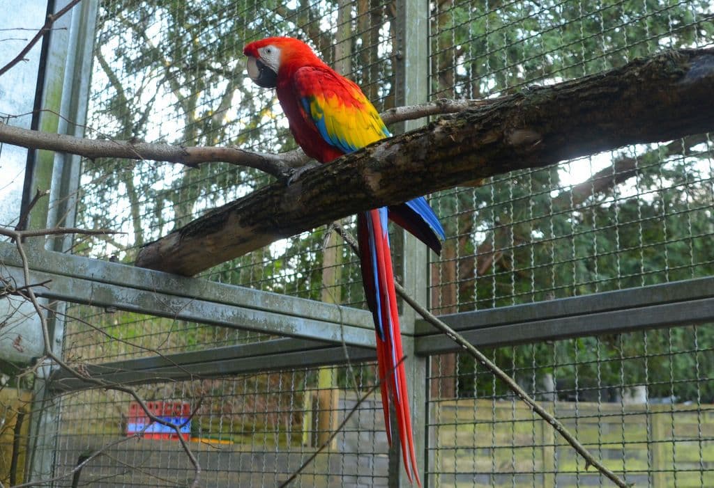 Vogelpark-Aras - 6