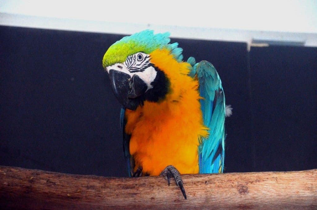 Vogelpark-Aras - 7