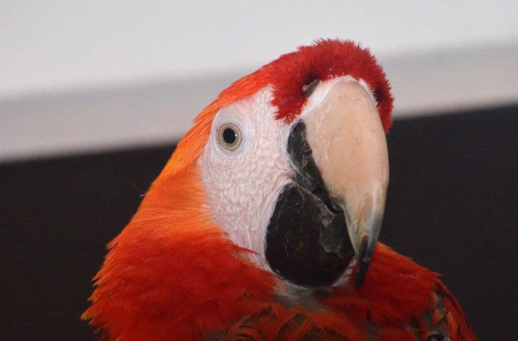 Vogelpark-Aras - 8
