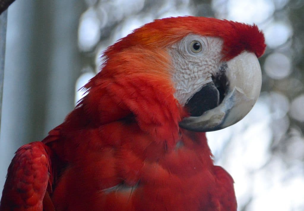 Vogelpark-Aras - 9