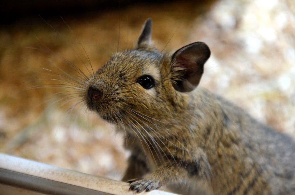 Vogelpark-Degus - 4