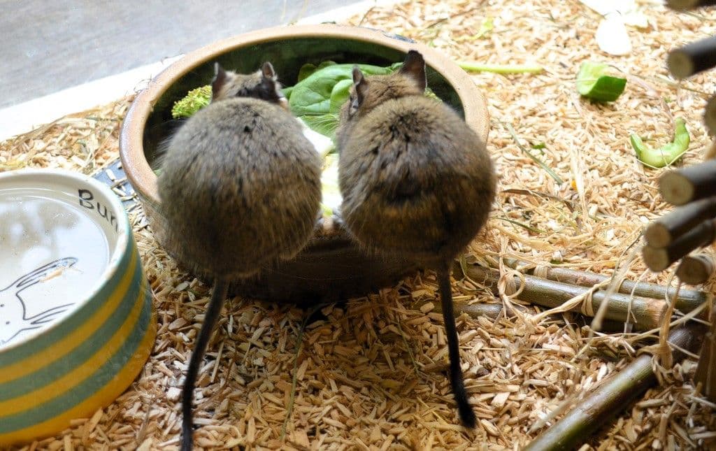 Vogelpark-Degus - 5