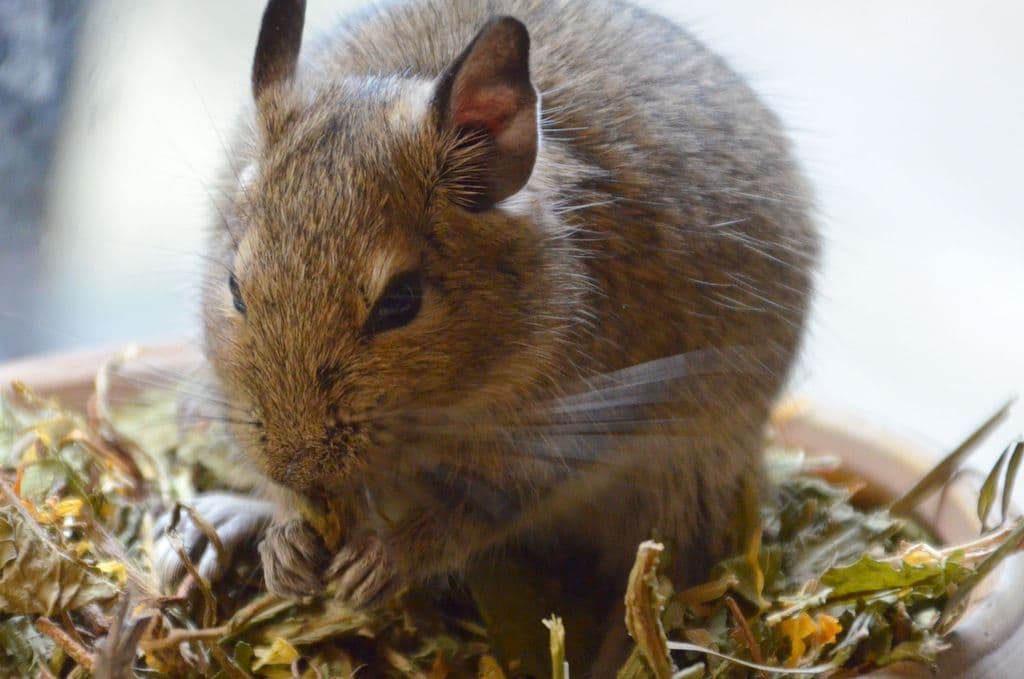 Vogelpark-Degus - 6