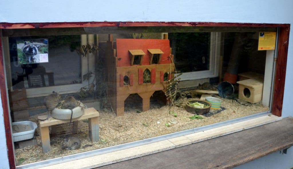 Vogelpark-Degus - 7