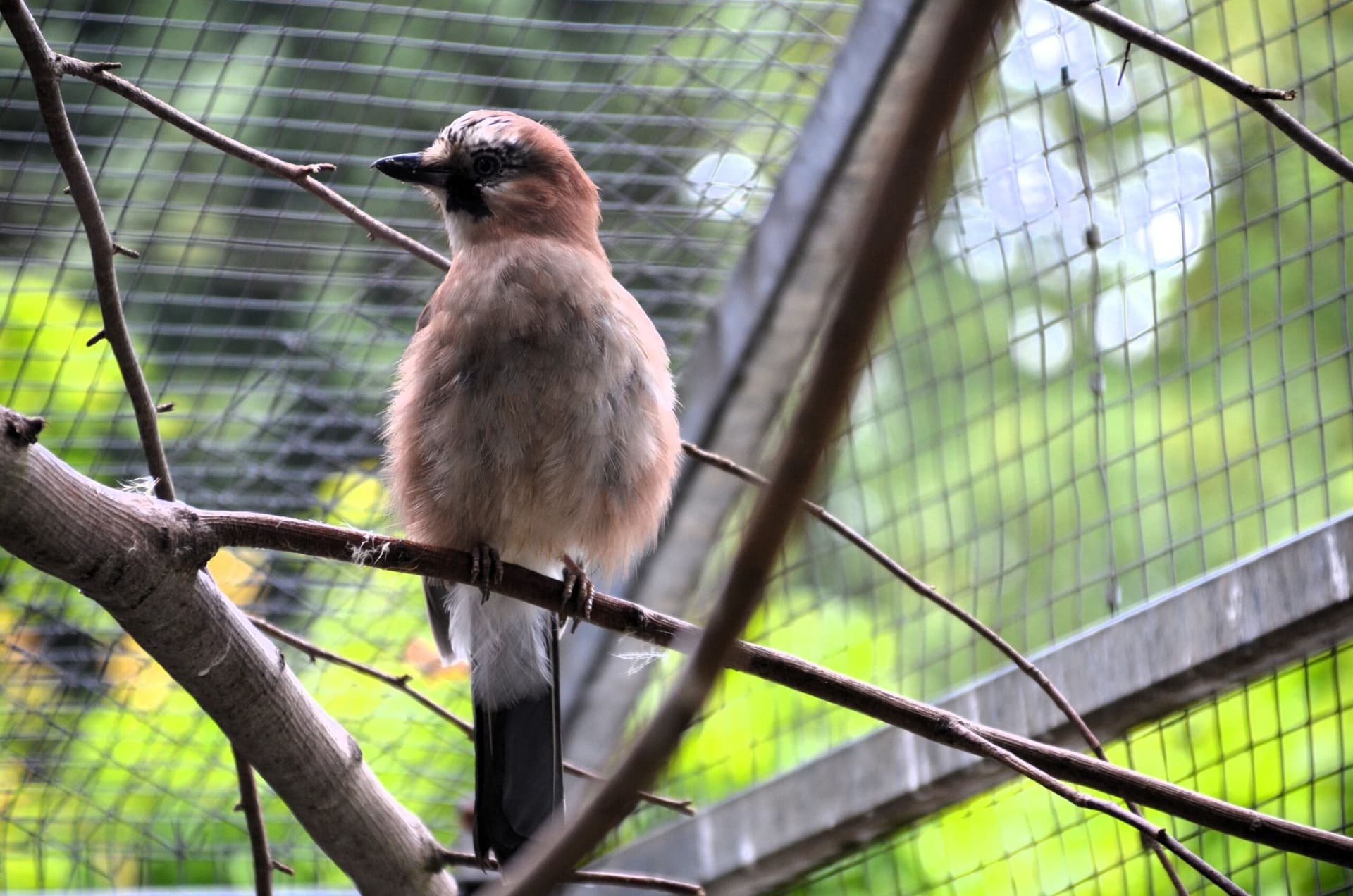 Vogelpark-Elvis-Elvira-Eichelhäher - 6