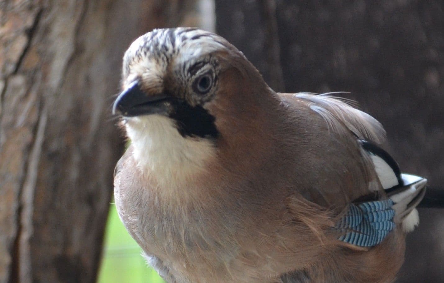 Vogelpark-Elvis-Elvira-Eichelhäher - 7