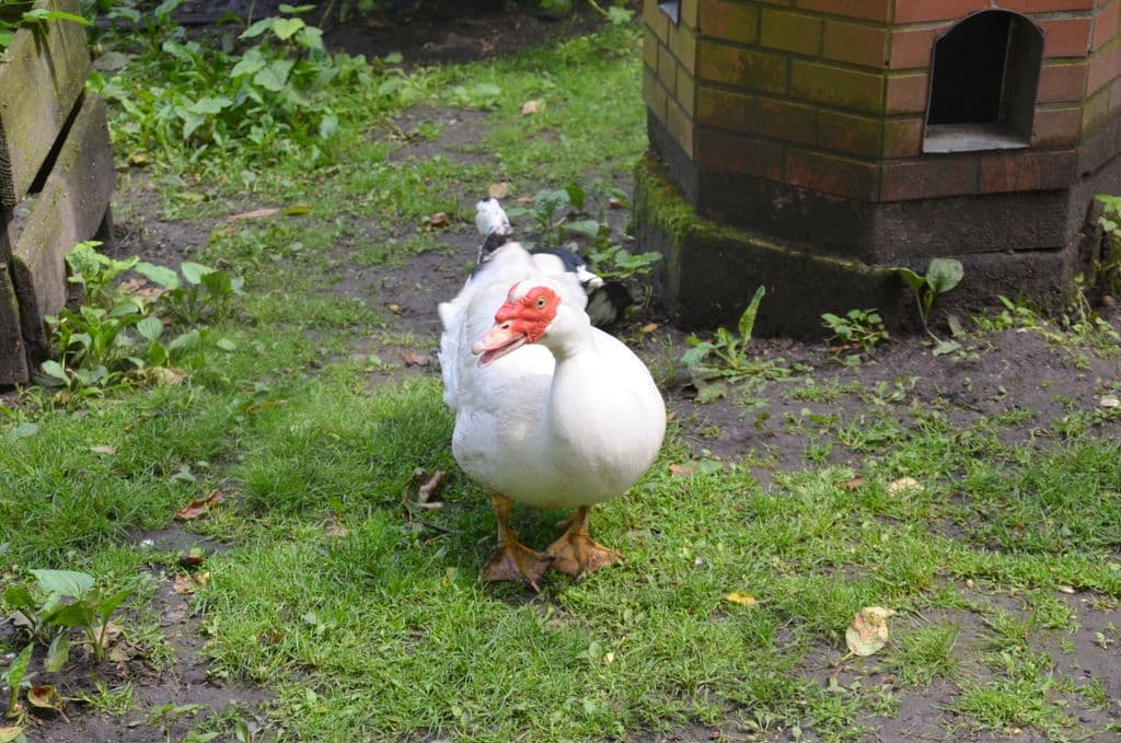 Vogelpark-Entenvielfalt - 10