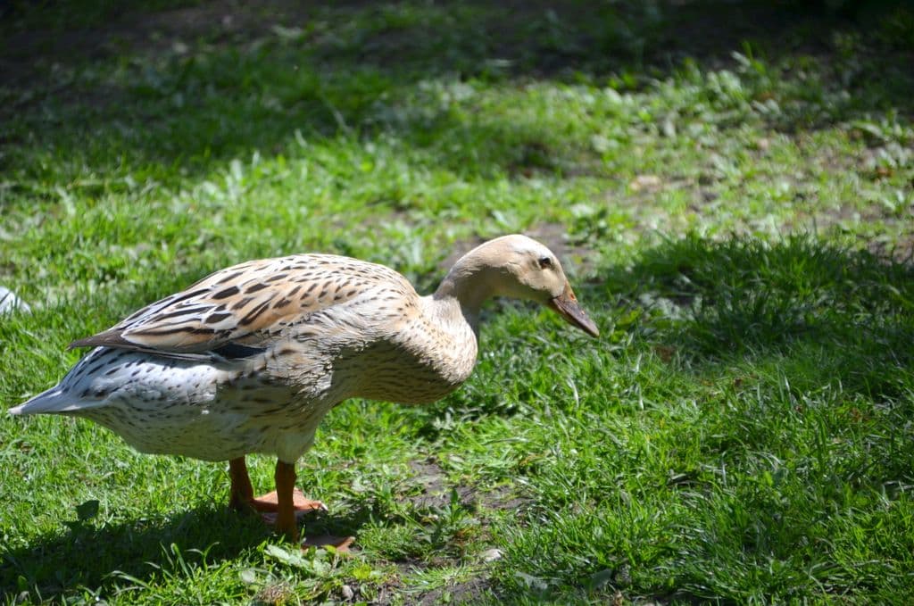 Vogelpark-Entenvielfalt - 5