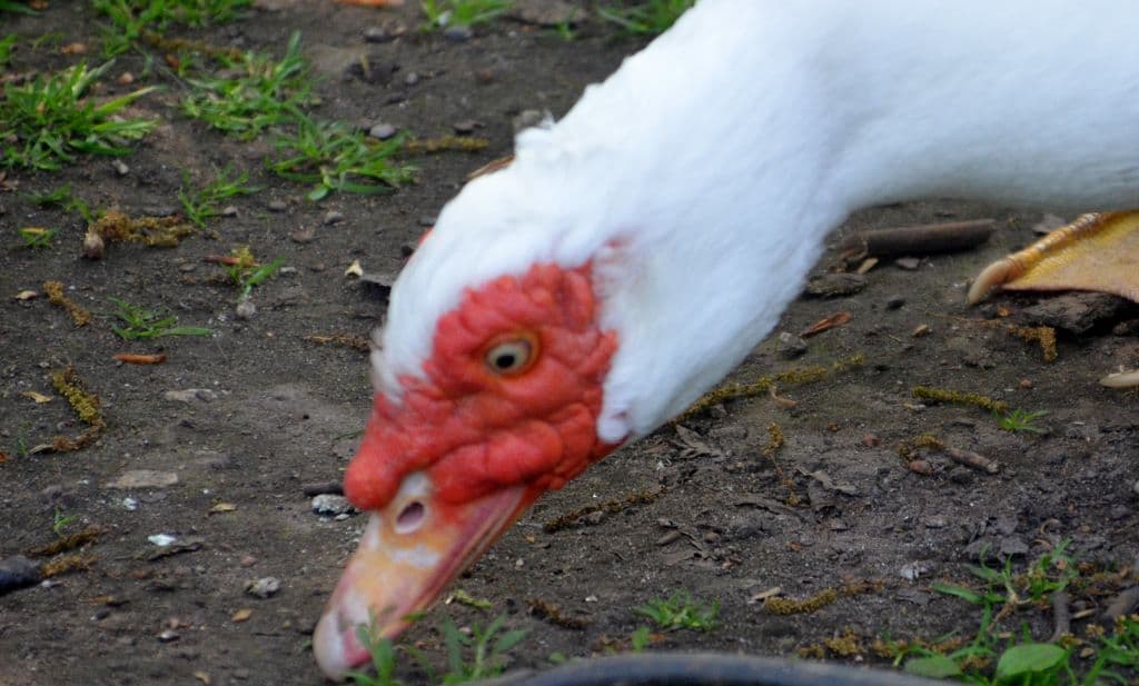 Vogelpark-Entenvielfalt - 6