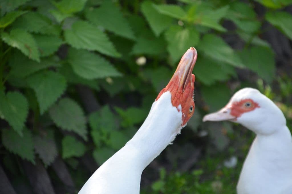 Vogelpark-Entenvielfalt - 7