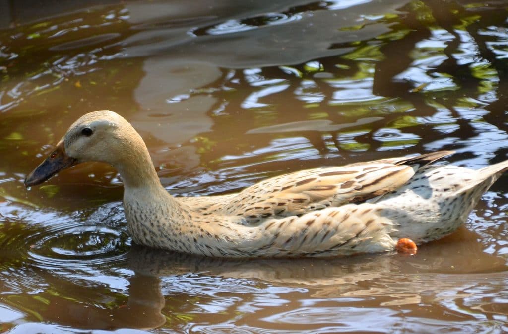 Vogelpark-Entenvielfalt - 8