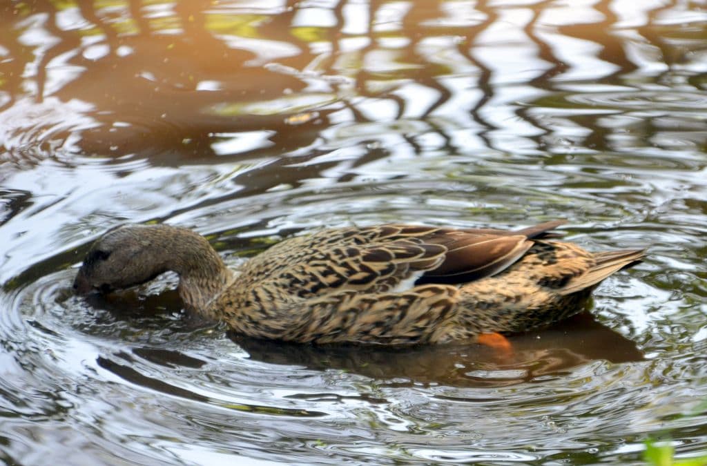 Vogelpark-Entenvielfalt - 9