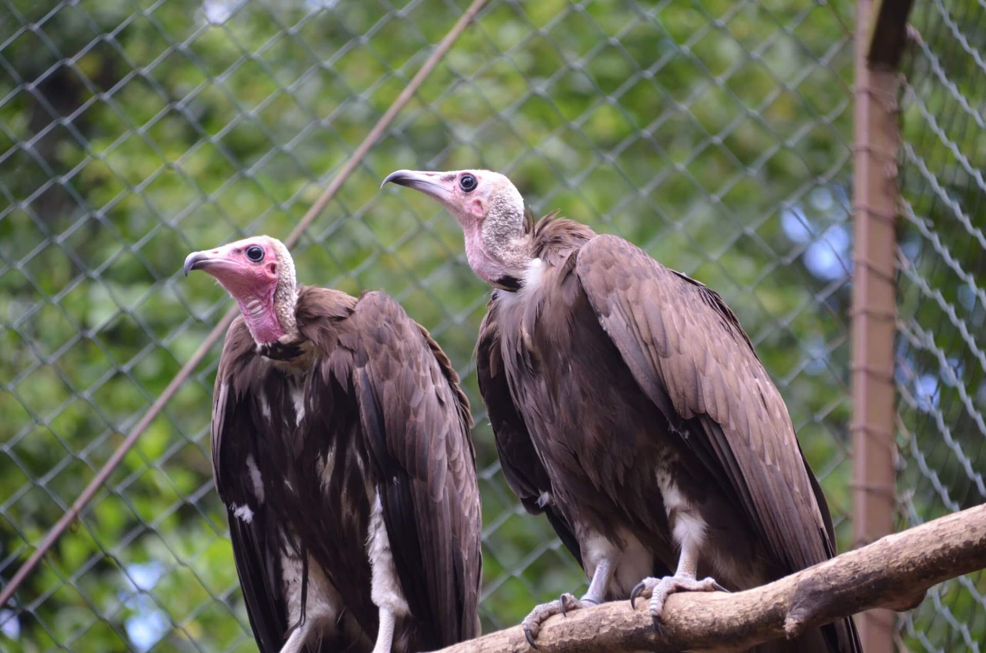 Vogelpark-erster_Patentag-- 10