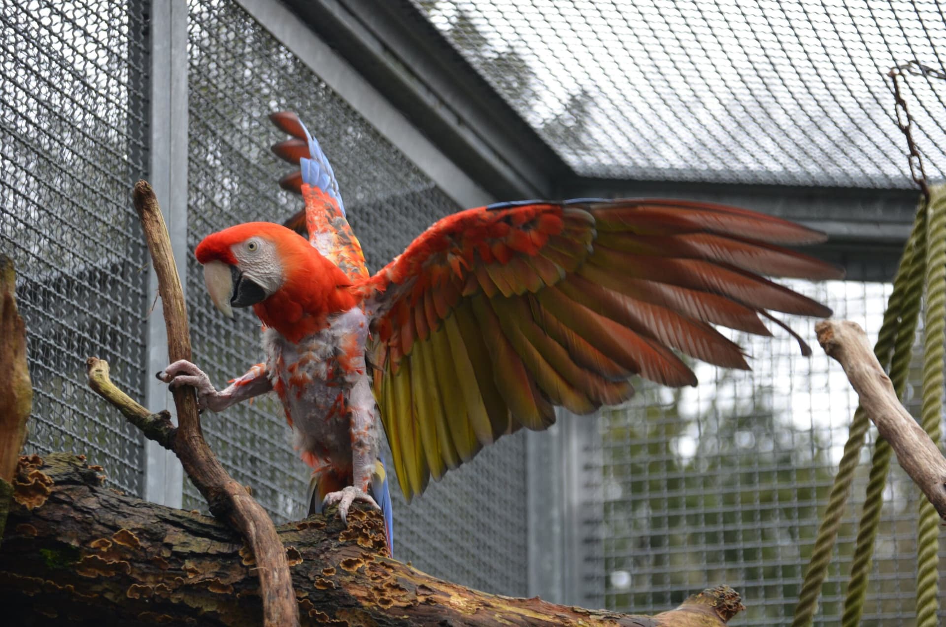 Vogelpark-erster_Patentag-- 11