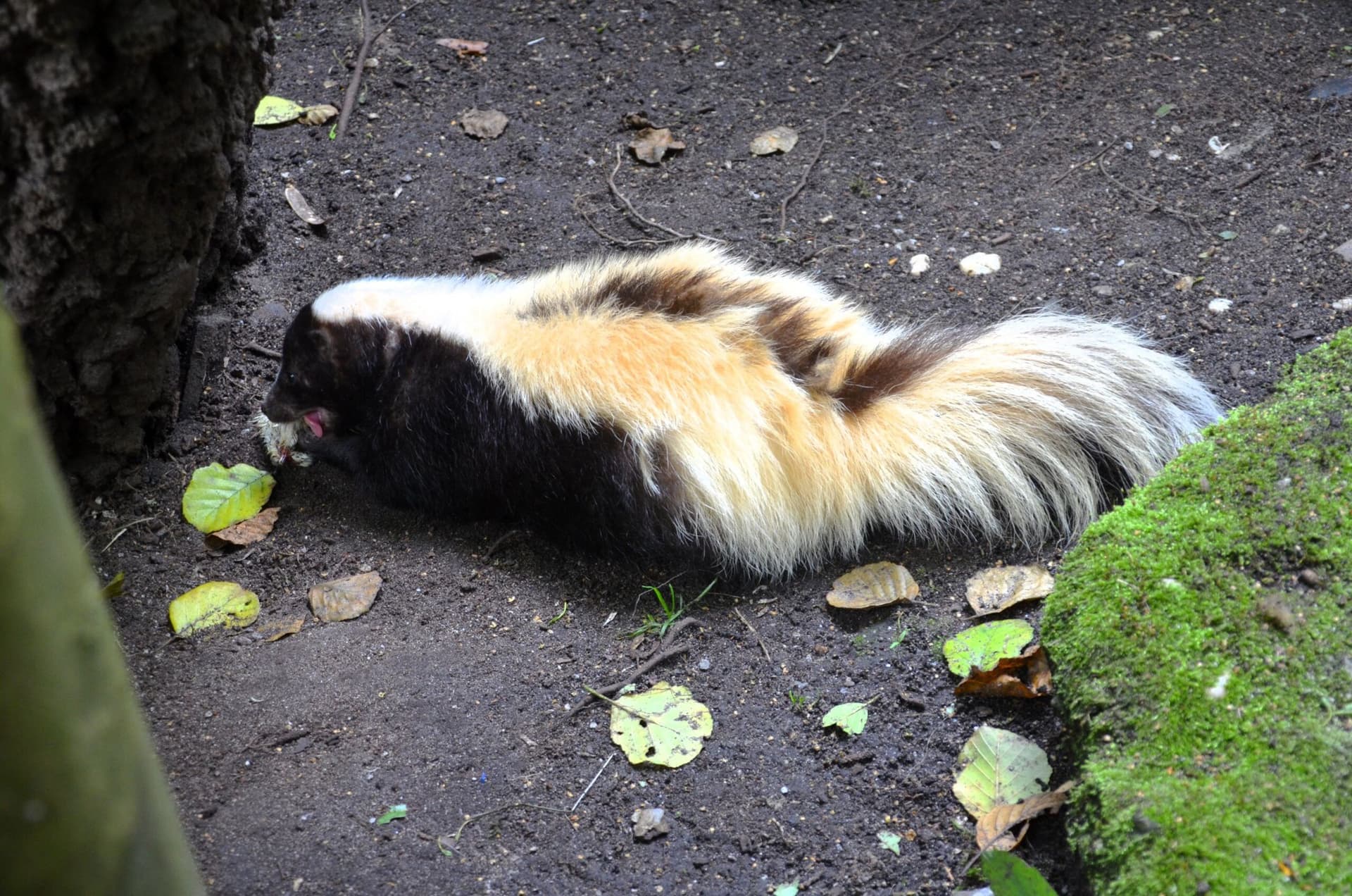 Vogelpark-erster_Patentag-- 12