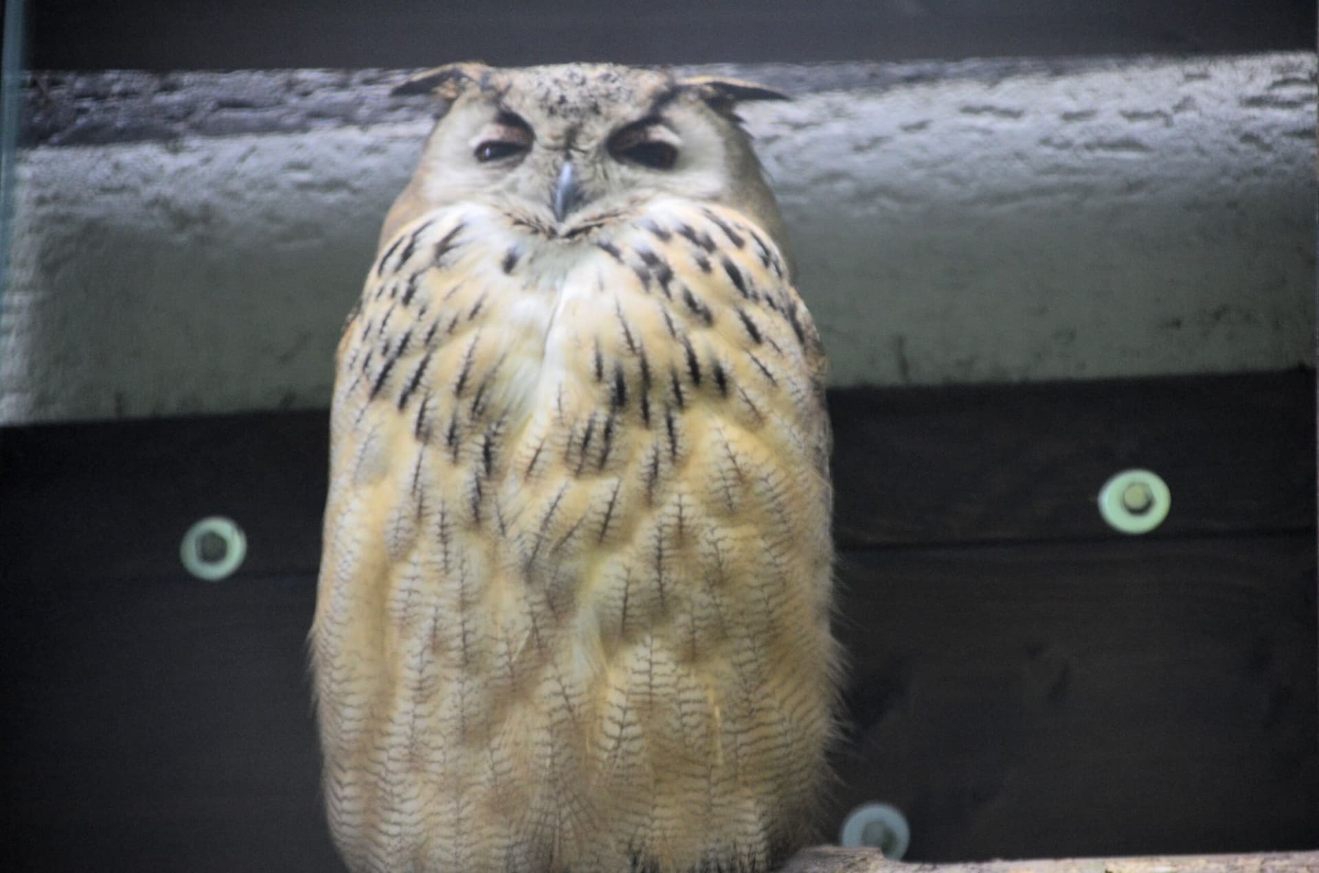 Vogelpark-erster_Patentag-- 13