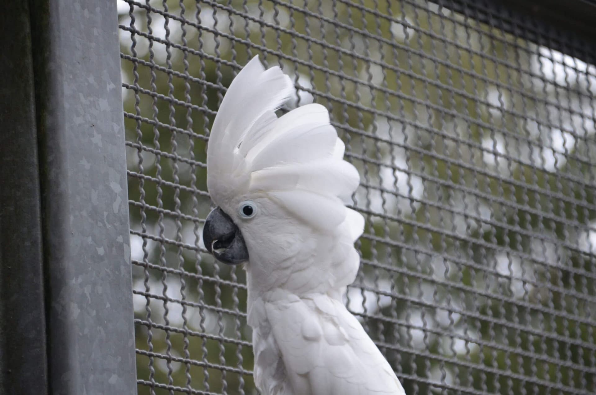 Vogelpark-erster_Patentag-- 5