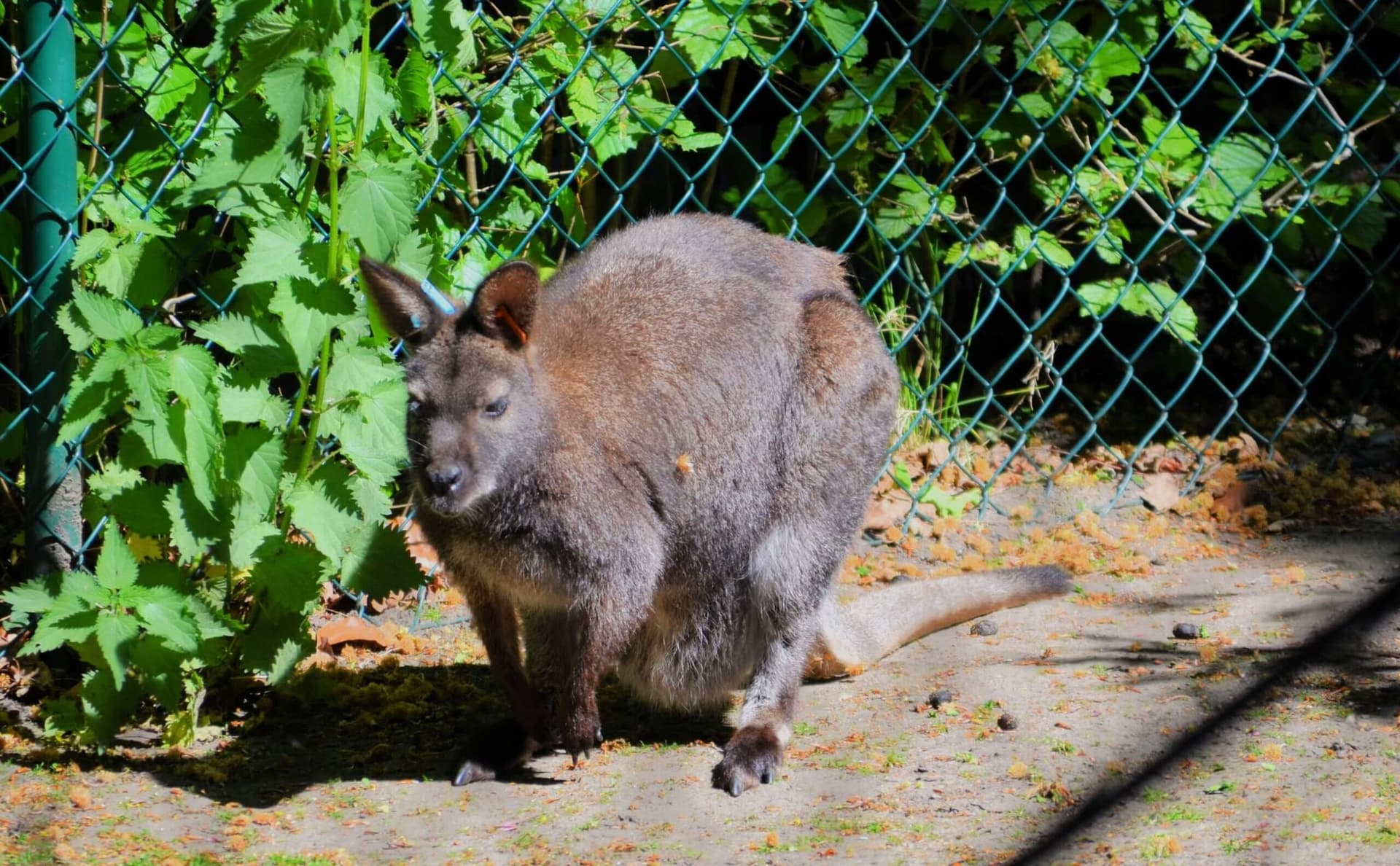 Vogelpark-erster_Patentag-- 6