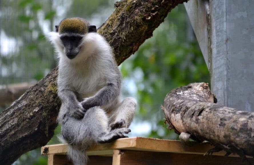 Vogelpark-erster_Patentag-- 7