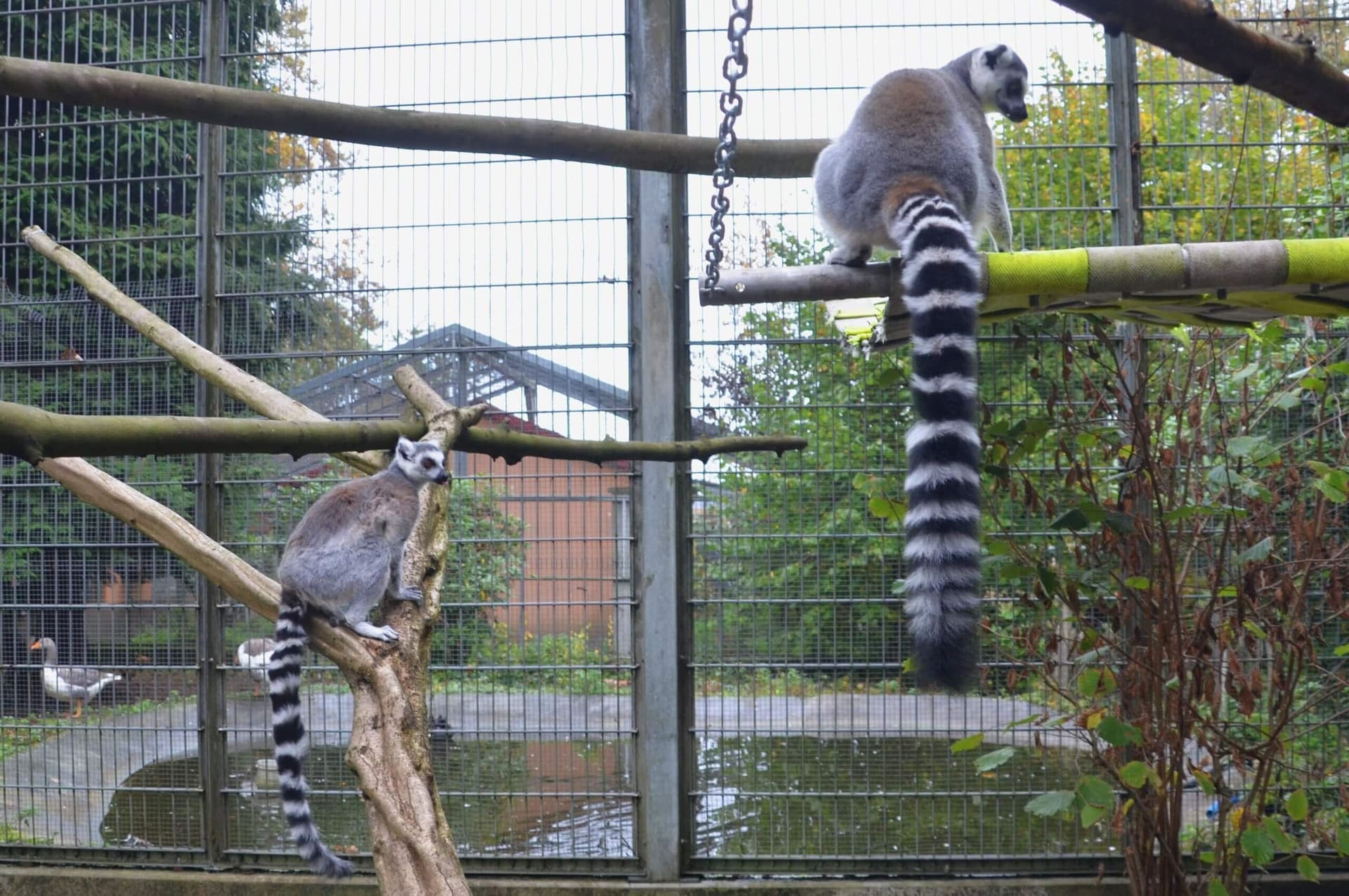 Vogelpark-erster_Patentag-- 8