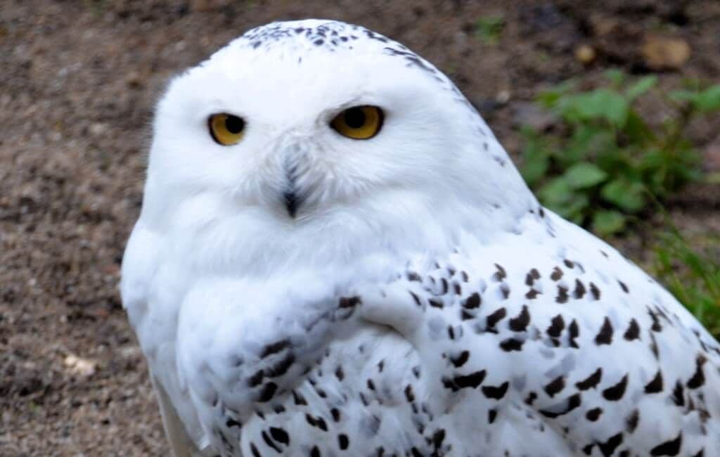 Vogelpark-erster_Patentag-- 9