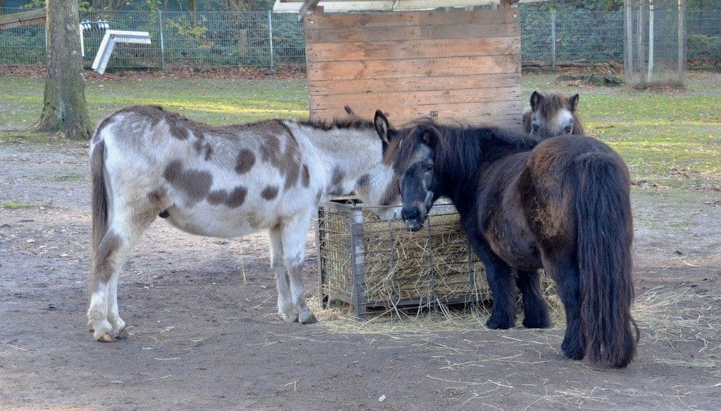 Vogelpark-Esel-Shettys - 10