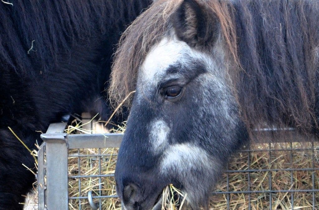 Vogelpark-Esel-Shettys - 4