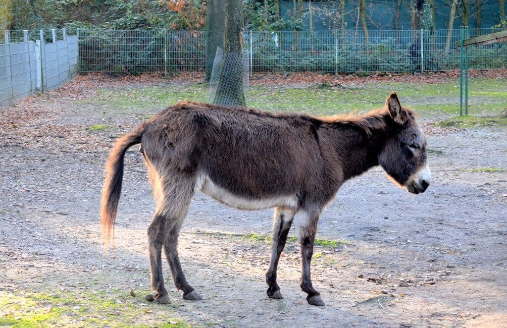 Vogelpark-Esel-Shettys - 5