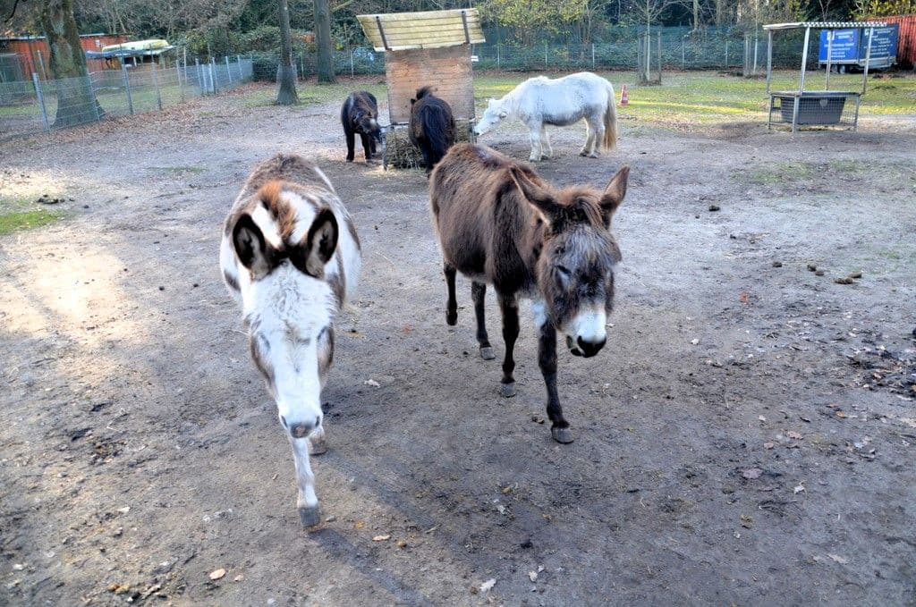 Vogelpark-Esel-Shettys - 7