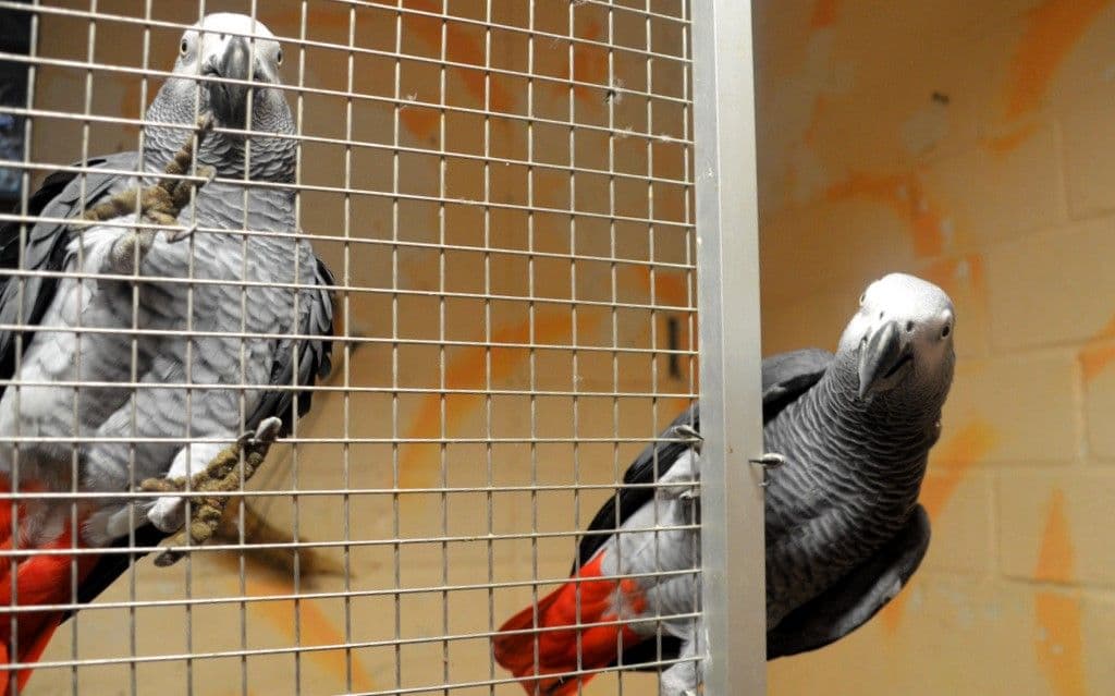 Vogelpark-Graupapagei - 4