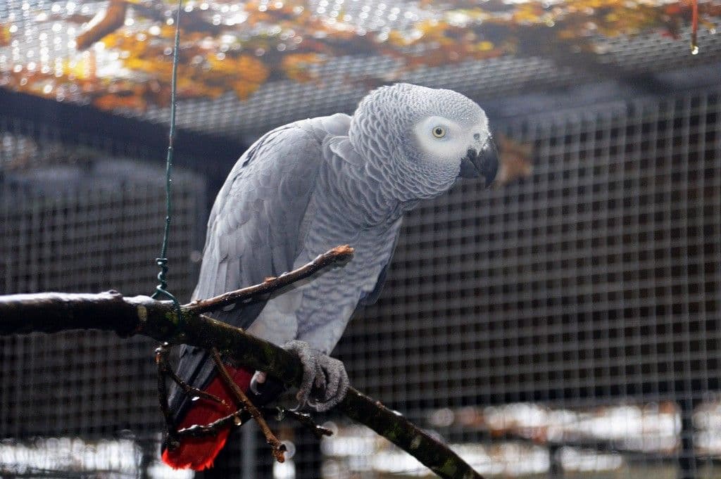 Vogelpark-Graupapagei - 5