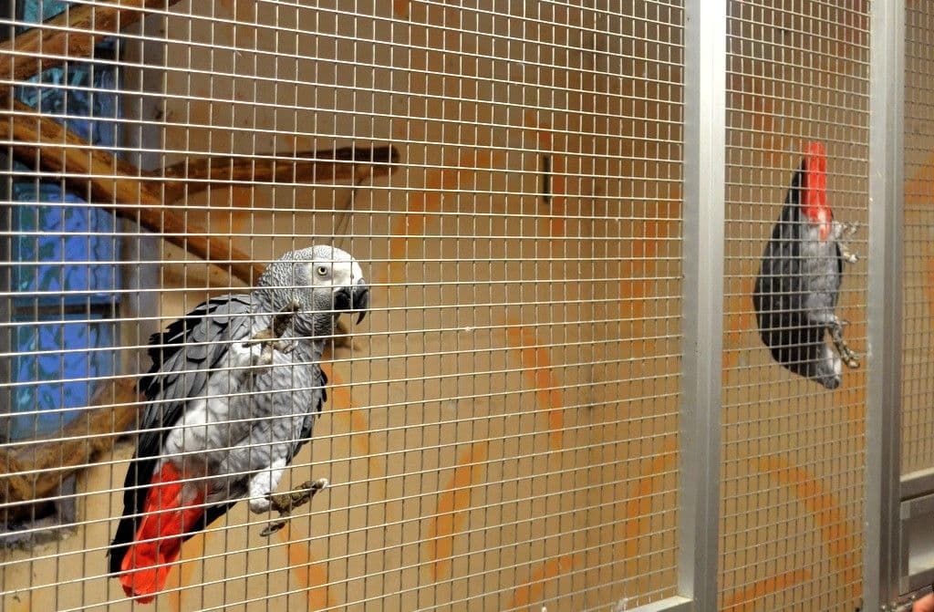 Vogelpark-Graupapagei - 6