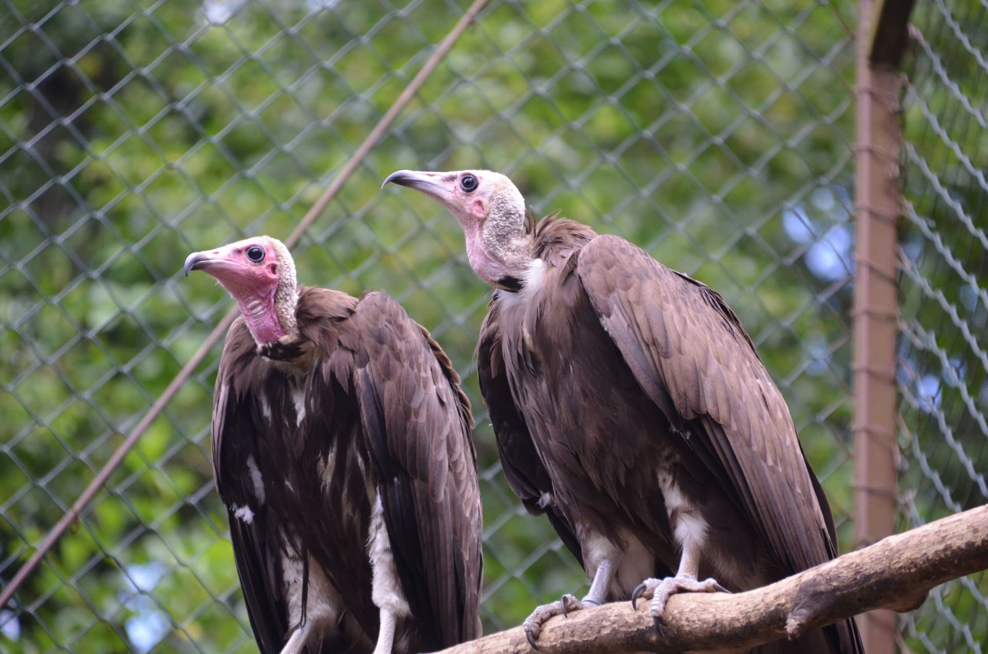 Vogelpark-Kappengeier - 4