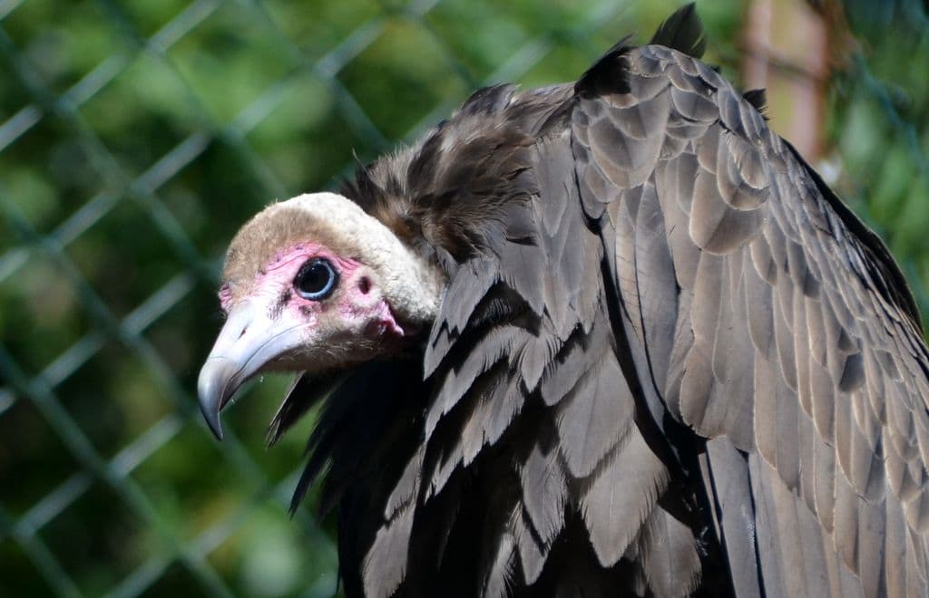 Vogelpark-Kappengeier - 5