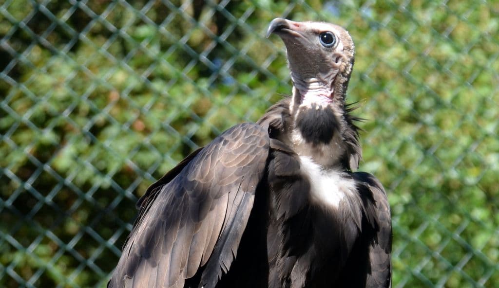 Vogelpark-Kappengeier - 6