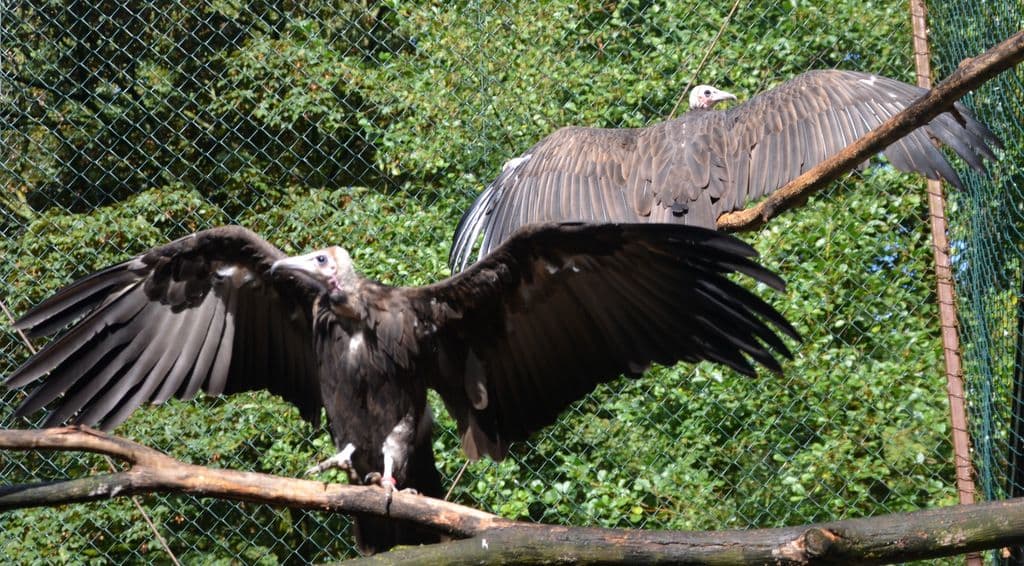 Vogelpark-Kappengeier - 7