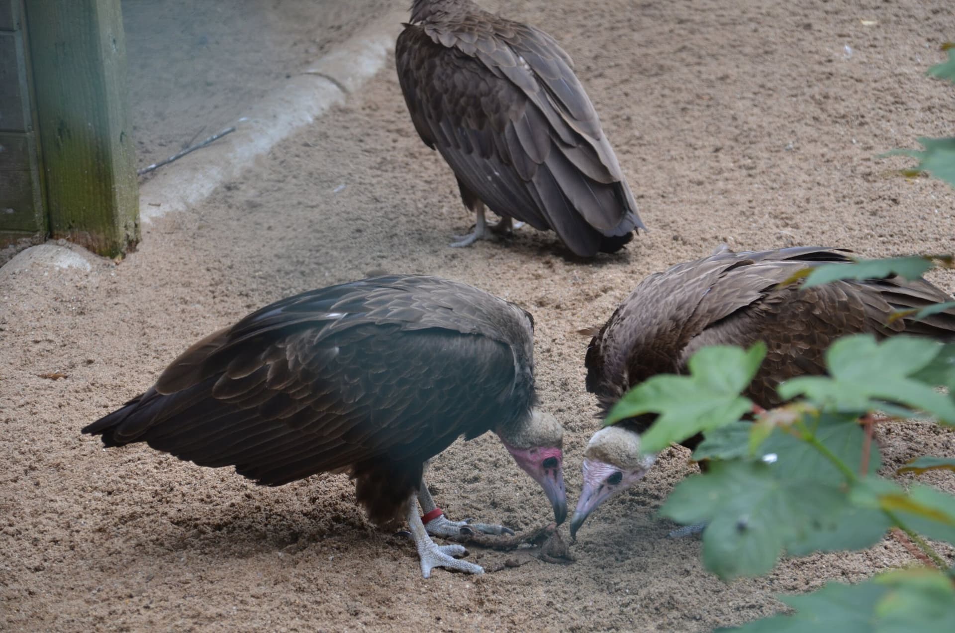 Vogelpark-Kappengeier - 8