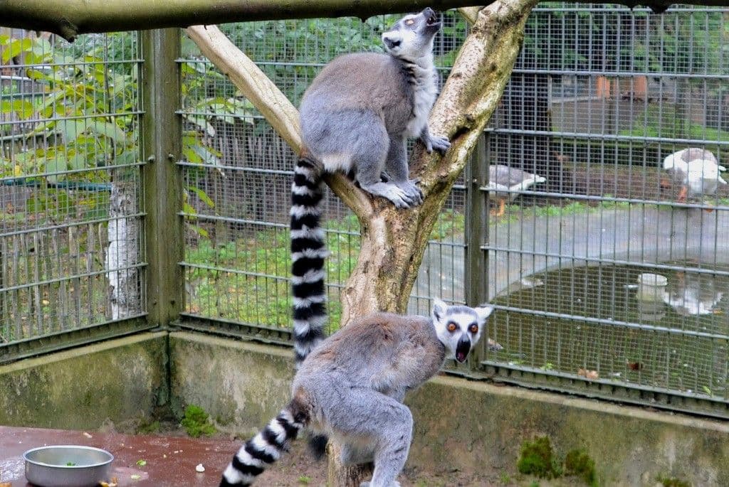 Vogelpark-Katta-Curro-Brienne - 5