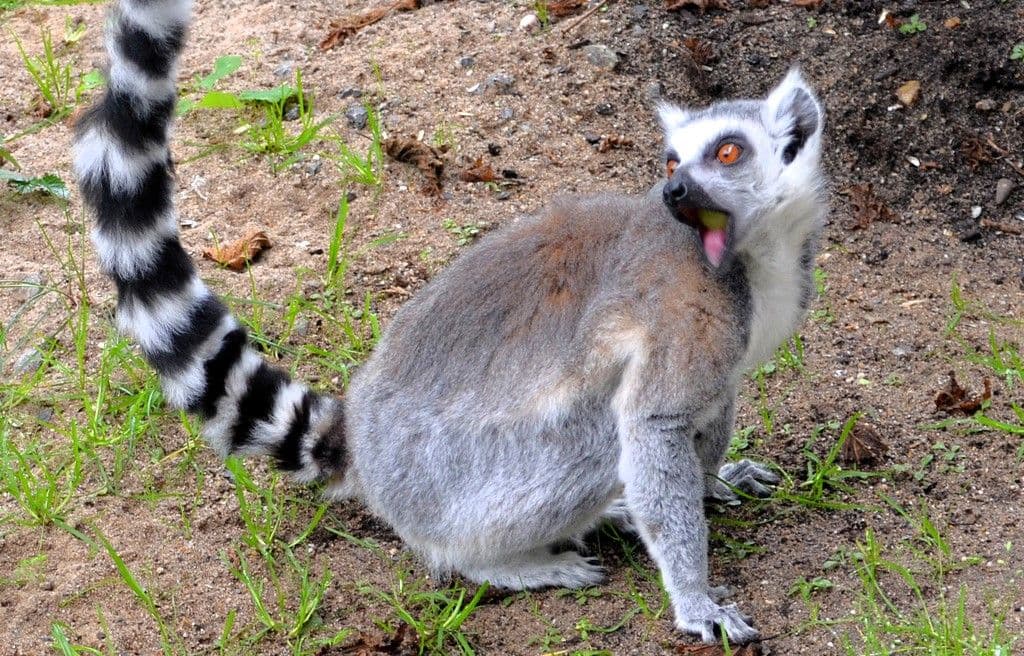 Vogelpark-Katta-Curro-Brienne - 6
