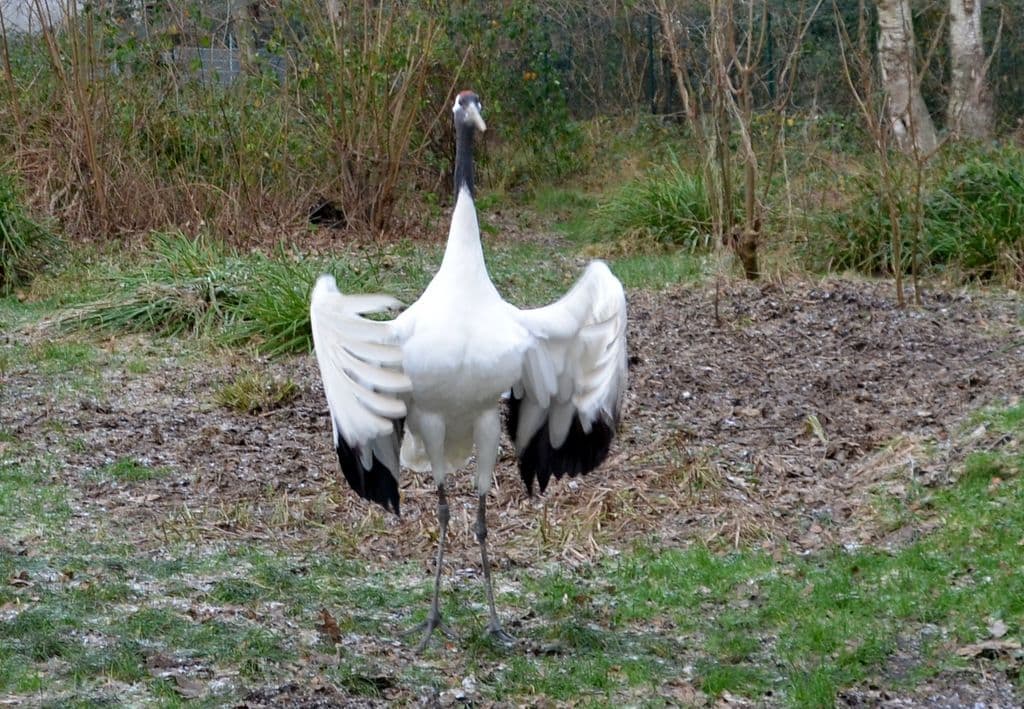 Vogelpark-Manschurenkraniche - 4
