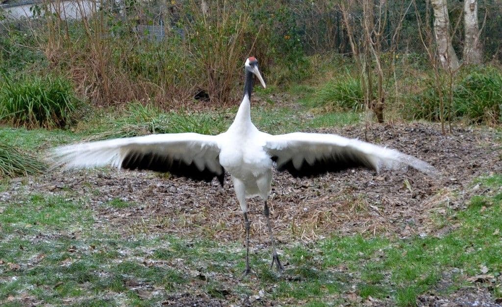 Vogelpark-Manschurenkraniche - 5