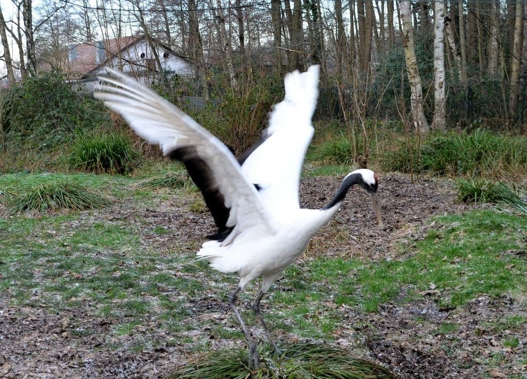 Vogelpark-Manschurenkraniche - 6