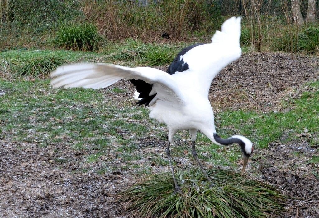 Vogelpark-Manschurenkraniche - 7