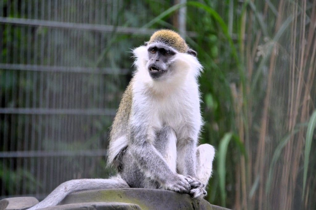 Vogelpark-Meerkatzen - 5