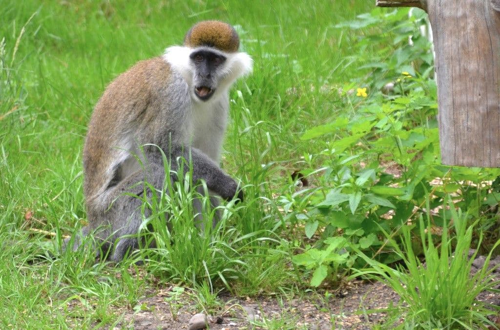 Vogelpark-Meerkatzen - 6