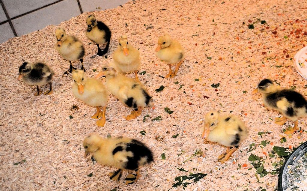 Vogelpark-Nachwuchs-Kolkraben-Laufenten - 5