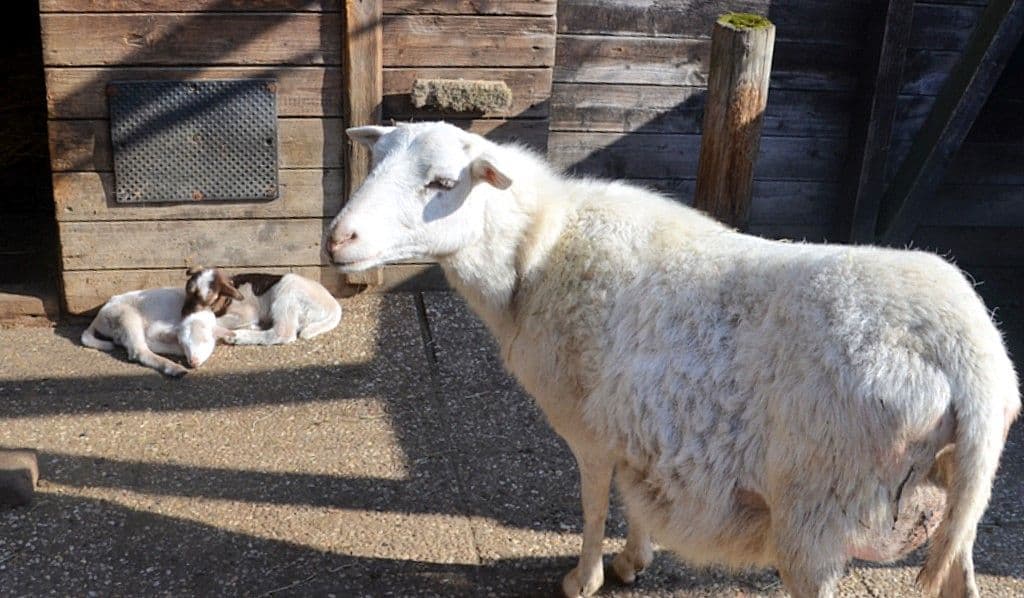 Vogelpark-Nachwuchs-Schiegen - 7