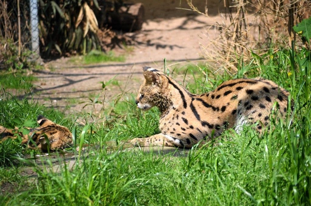 Vogelpark-Nala-Ayo-Servale- 4
