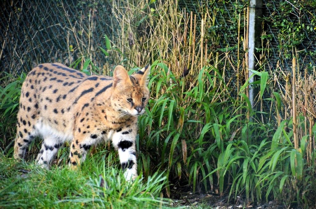 Vogelpark-Nala-Ayo-Servale- 5
