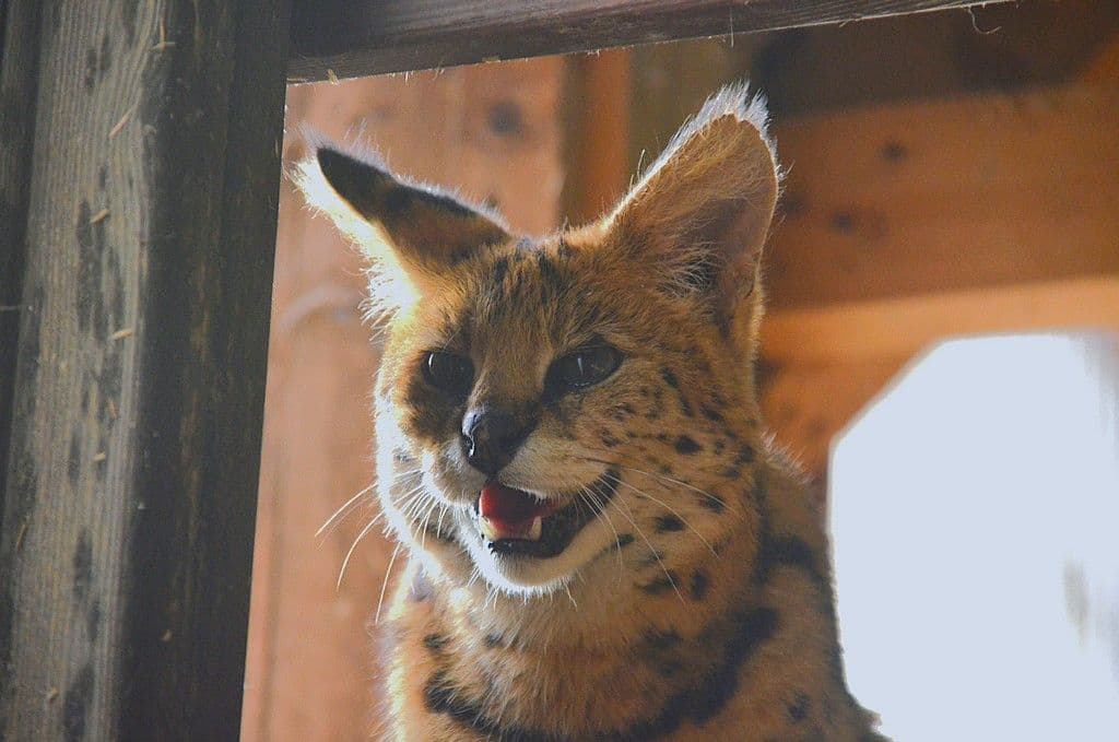 Vogelpark-Nala-Ayo-Servale- 6